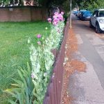 Poppies 2026 (2)