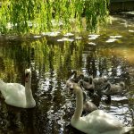 Swans 2